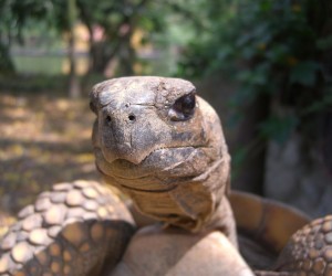Ocarros Bio park - Turtle. Source: wikimedia.org  By: Philipp Weigell